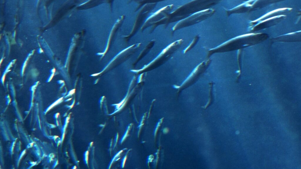 ちょい投げ釣りのエサは何がいいですか?