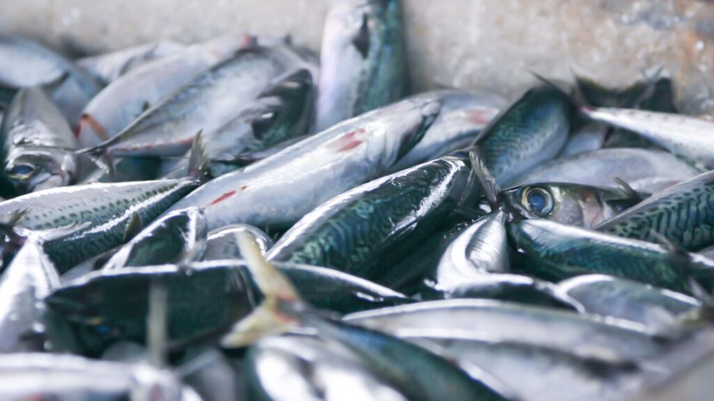 ちょい投げ釣りは何メートルまで投げられますか?