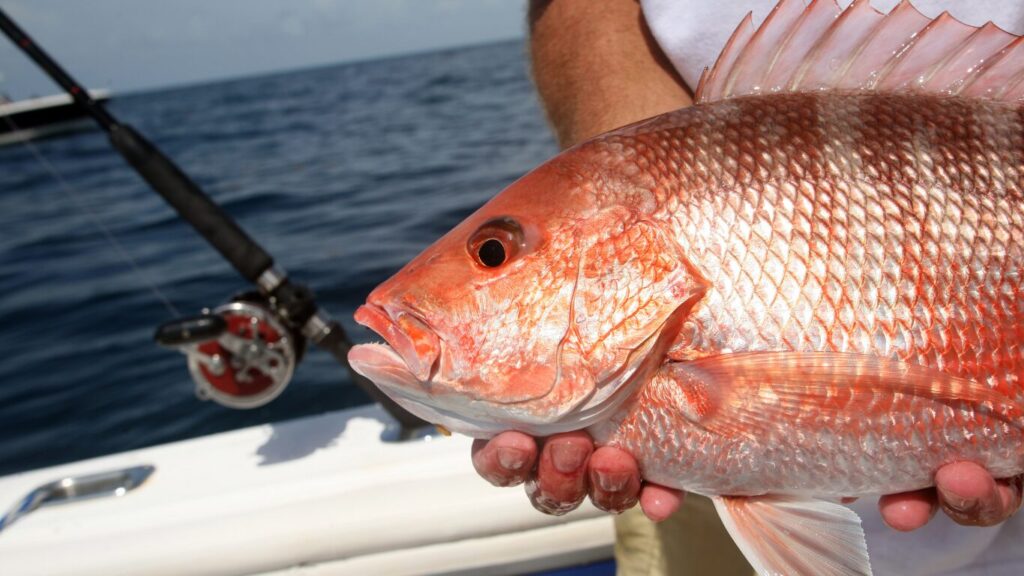 青イソメを食べる魚は？