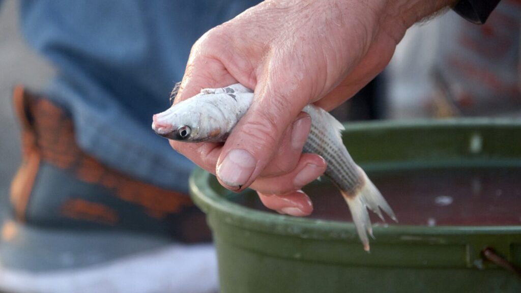 釣果を上げる青イソメで釣れる魚の知識