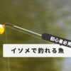 Fish that can be caught with earthworms