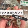 Salted earthworms - can't catch anything
