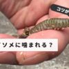 Earthworm chewing