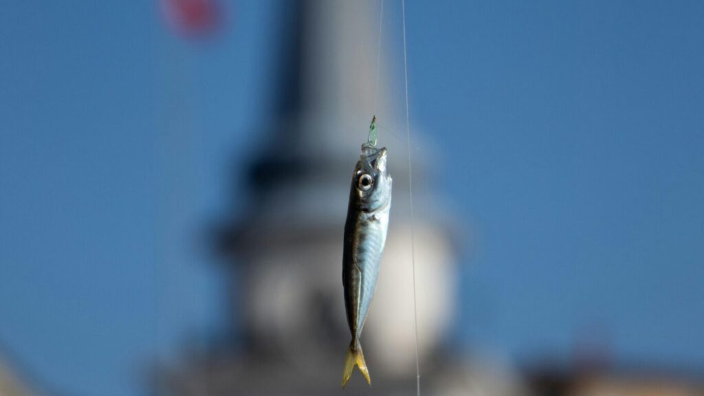 青イソメで釣れない時の見直しポイント